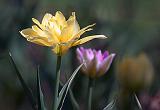 Yellow & Purple Tulips_25184